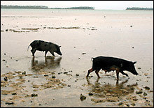 Cerdos Pescadores, atracción y plato típico de Tonga