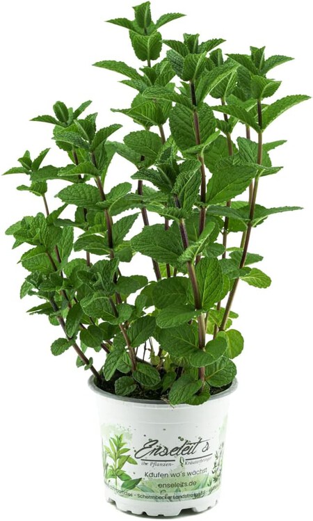 Menta