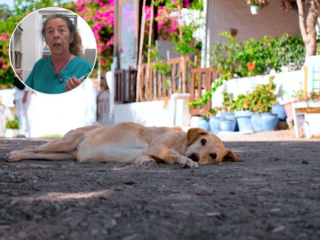perros golpe de calor