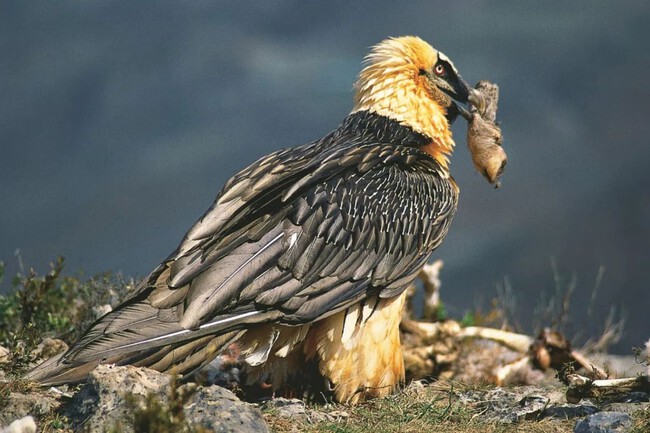 Quebrantahuesos
