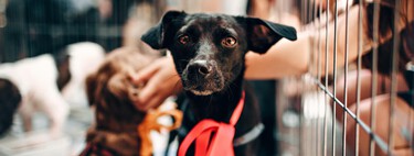 Los dueños de la tienda de mascotas "de los horrores", sentenciados a seis años de prisión, la condena más larga relacionada con el maltrato animal 