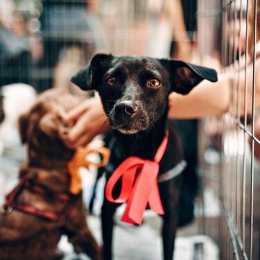 Los dueños de la tienda de mascotas "de los horrores", sentenciados a seis años de prisión, la condena más larga relacionada con el maltrato animal 