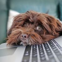 ¿Qué pasará con el teletrabajo cuando acabe la crisis de la COVID-19?