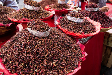 Además del maíz, los insectos eran parte fundamental de la comida prehispánica