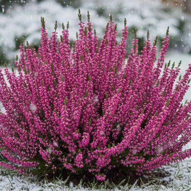 El arbusto pequeño de flores rosas que puedes cultivar en maceta durante el invierno: disfruta un jardín colorido