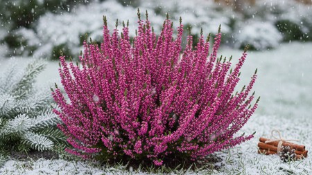 El arbusto pequeño de flores rosas que puedes cultivar en maceta durante el invierno: disfruta un jardín colorido