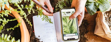 Apps al rescate de quienes siempre terminan matando sus plantas: macetas que avisan y riego que funciona solo