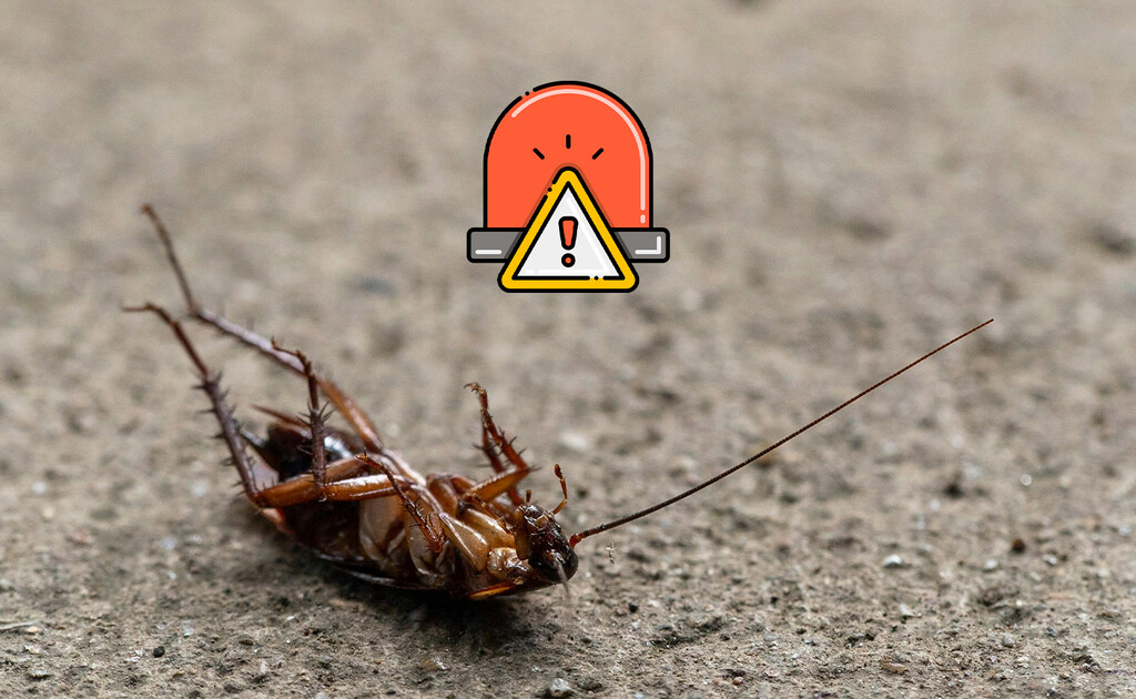 Este es uno de los mitos de las cucarachas, pero es mentira: así puedes evitar plagas en casa . Noticias en tiempo real