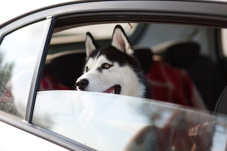 Viajar con tu perro en coche - Consejos y experiencia tras miles de km