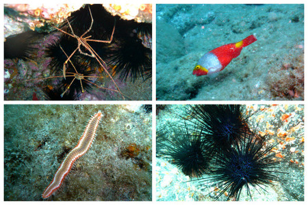 macro-animales-buceo-tenerife