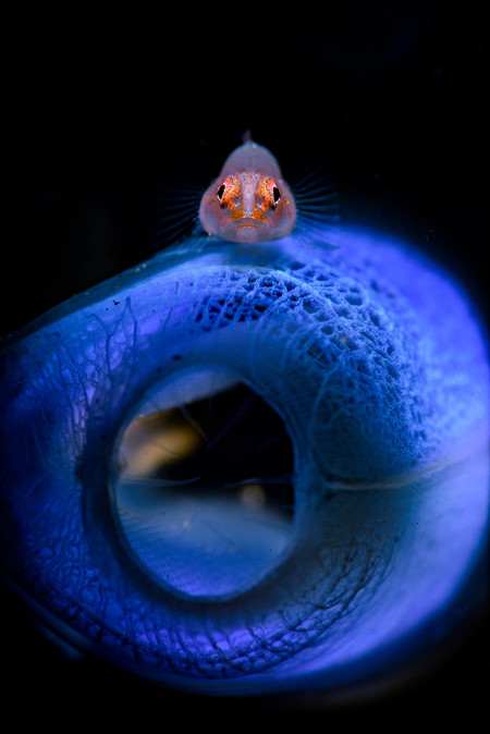 Macro Chun Zhou