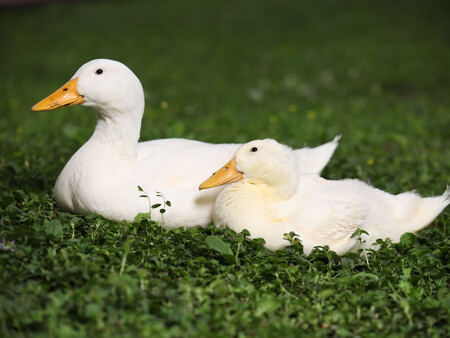Blancos Patos