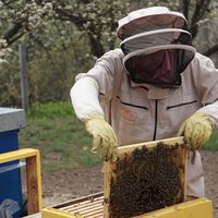Fran, apicultor de 47 años con 400 colmenas: "Vendo mi propia miel natural a precios que van de los 10 a los 12 euros" 