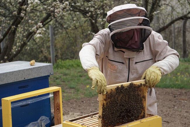 apicultor
