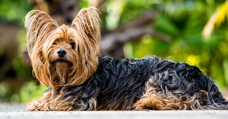 Yorkshire Terrier 1