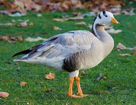 Aves de altos vuelos