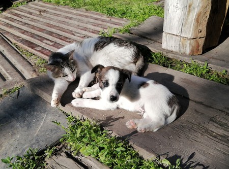 perros-gatos-mascotas