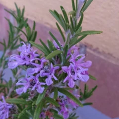 Foto 14 de 20 de la galería xperia-z5 en Xataka Móvil