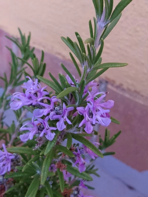 Foto de Xperia Z5 (14/20)