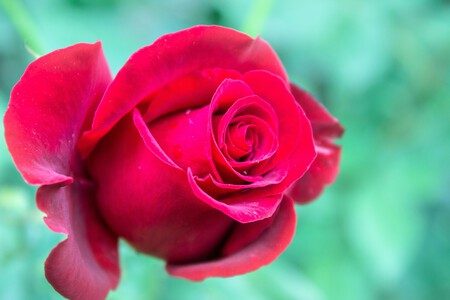 Agua De Rosas 2
