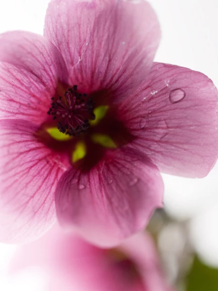 Las malvas del jardín de Monsieur Dior ahora en una mascarilla de textura gelatinosa súper fresca
