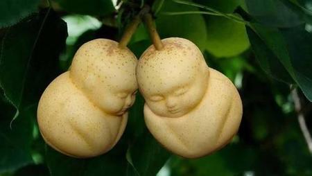 ¿Conoces las peras con forma de bebé? Están en China