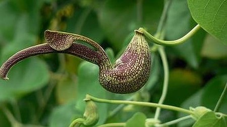 La planta medicinal china que produce más cáncer que el tabaco o la radiación solar