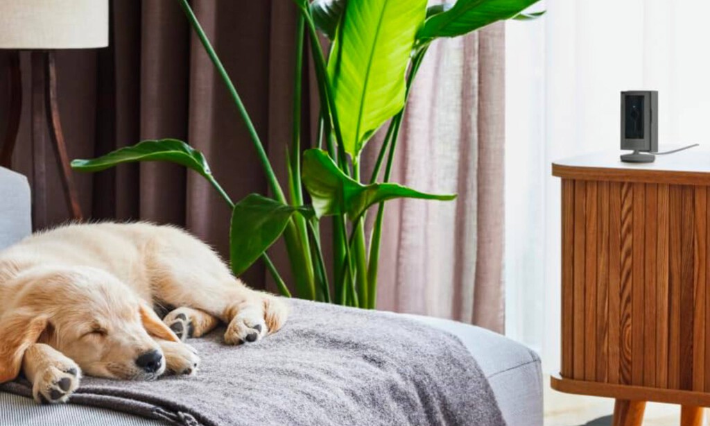 Esta cámara es perfecta para vigilar a tu bebé, mascota o incluso tu hogar cuando estás fuera
 