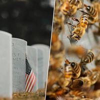 Creíamos que las ciudades eran un desierto para las abejas, pero bajo este cementerio de Nueva York viven 5,5 millones