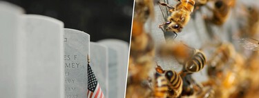 Creíamos que la ciudad era la kriptonita de los insectos, pero en este cementerio de Nueva York hay 5,5 millones de abejas