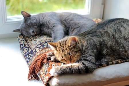 Dos gatos durmiendo al lado de la ventana