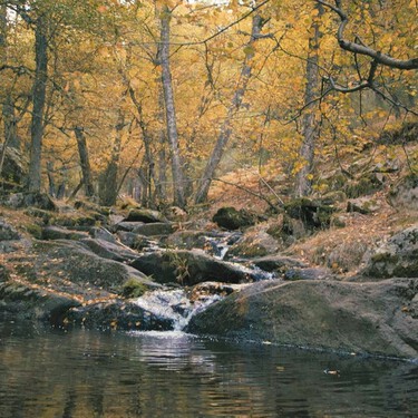 Ruta de senderismo a una cascada entre abedules dorados: fácil y a una hora de Madrid para hacer antes de que acabe el otoño