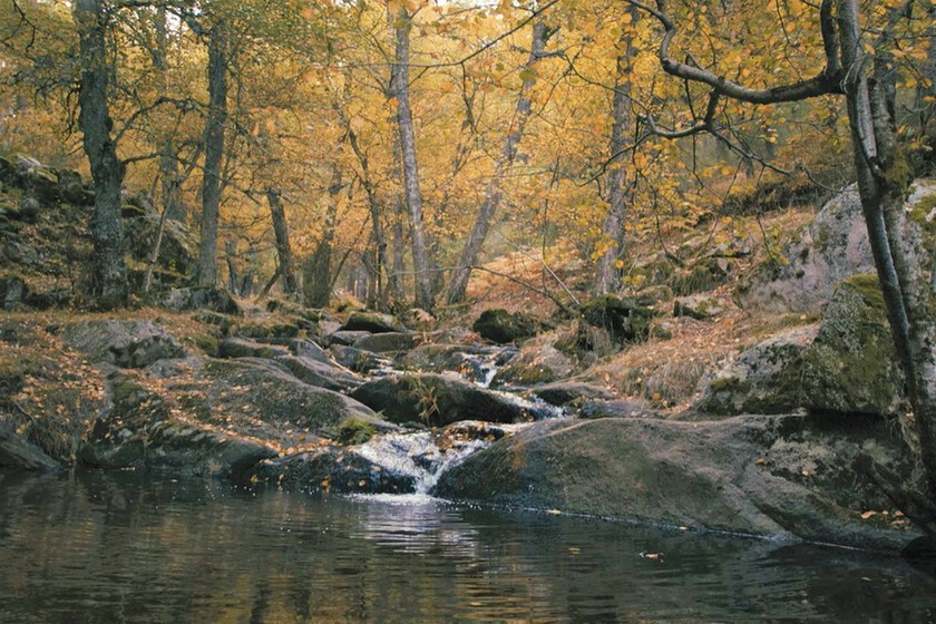 Ruta de senderismo a solo 1 hora de Madrid: pasa por una cascada preciosa, es sencilla, llena de abedules dorados e ideal para el otoño