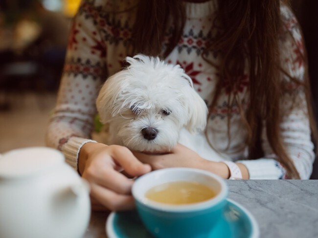 Perro Cafe
