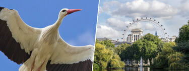 Las cigüeñas se extinguieron en todo Reino Unido en la Edad Media, pero un proyecto quiere que vuelvan a volar por los cielos de Londres
