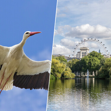 Las cigüeñas se extinguieron en todo Reino Unido en la Edad Media, pero un proyecto quiere que vuelvan a volar por los cielos de Londres