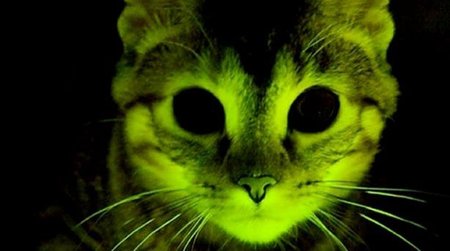 Gatos verdes resisten el virus del SIDA