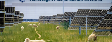 Volkswagen puso ovejas a pastar bajo 31,000 paneles solares. Descubrió que trabajan mejor que las máquinas 