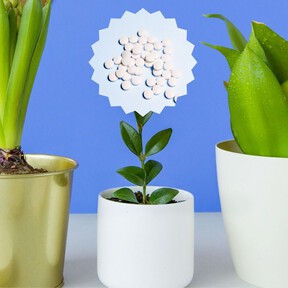 Cómo ponerle aspirina a tus plantas: ideal para evitar plagas, sequías y activa sus defensas