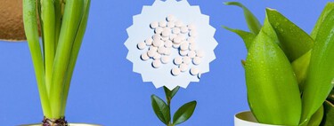 Cómo ponerle aspirina a tus plantas: ideal para evitar plagas, sequías y activa sus defensas