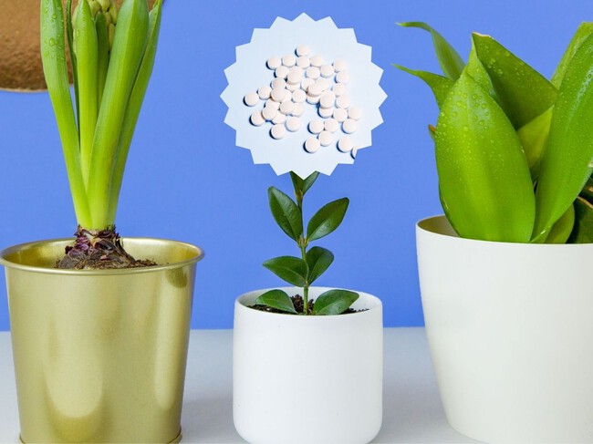 Aspirinas En Plantas