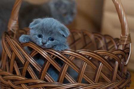 Gatito
