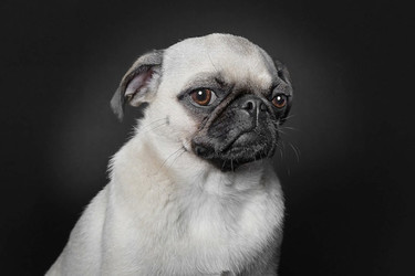 A Dog’s Life nos muestra el lado más humano de los perros