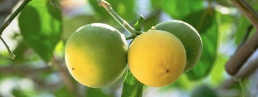 Jaime Gumiel, jardinero: "El truco para tener limones casi todo el año es quitar estas ramitas en otoño" 