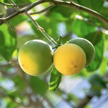 Jaime Gumiel, jardinero: "Si quieres tener limones casi todo el año, estas son las ramas que debes cortar en otoño"