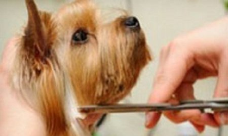 Servicio de peluquería canina completo en la Peluquería de Ricki