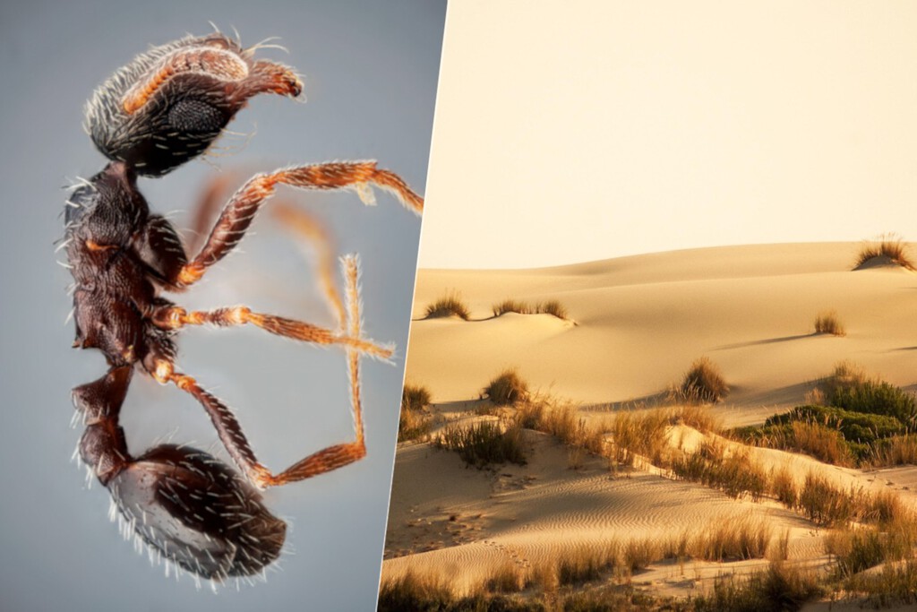 Las nuevas especies de insectos no se descubren en lugares exóticos: acabamos de hallar dos nuevas hormigas en Andalucía