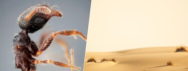 Las nuevas especies de insectos no se descubren en lugares exóticos: acabamos de hallar dos nuevas hormigas en Andalucía
