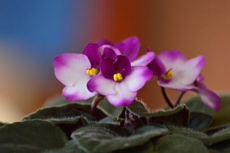 African Violet 4934767 1280