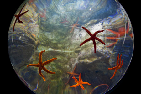 Acuario Donostia Estrellas